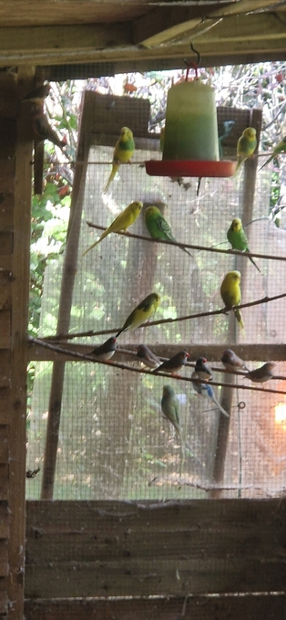 Aviary Clearance mostly budgies, zebras and a few bourkes