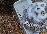 SNOWY OWLETS FOR SALE