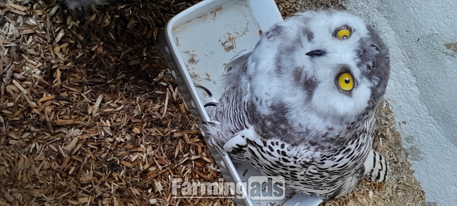 SNOWY OWLETS FOR SALE