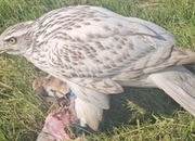 Albidus male goshawk parent reared 