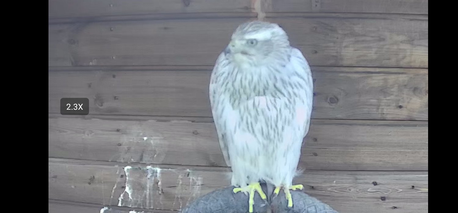 Albidus male goshawk parent reared 