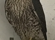 2026 Male Peregrine
