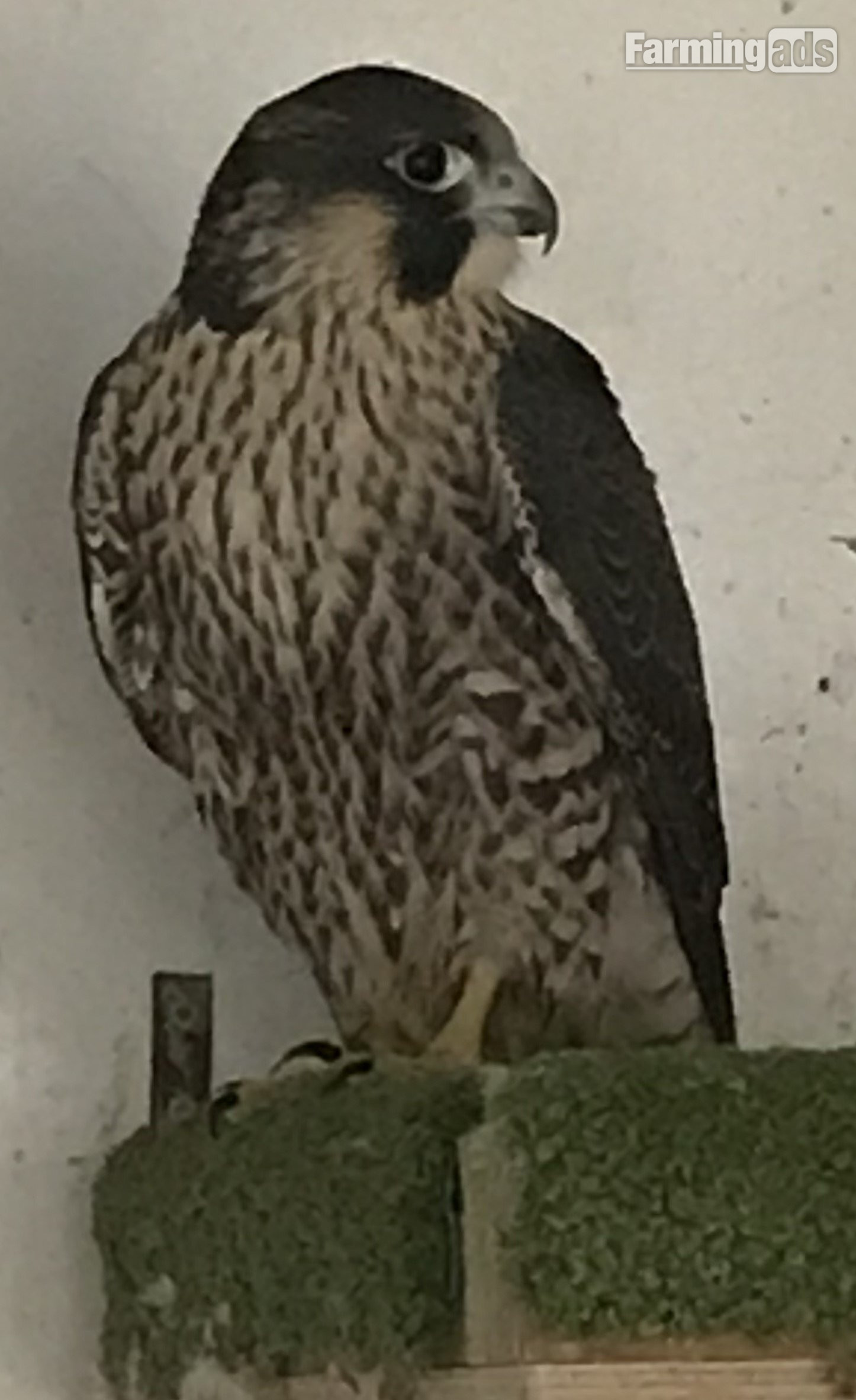 2026 Male Peregrine