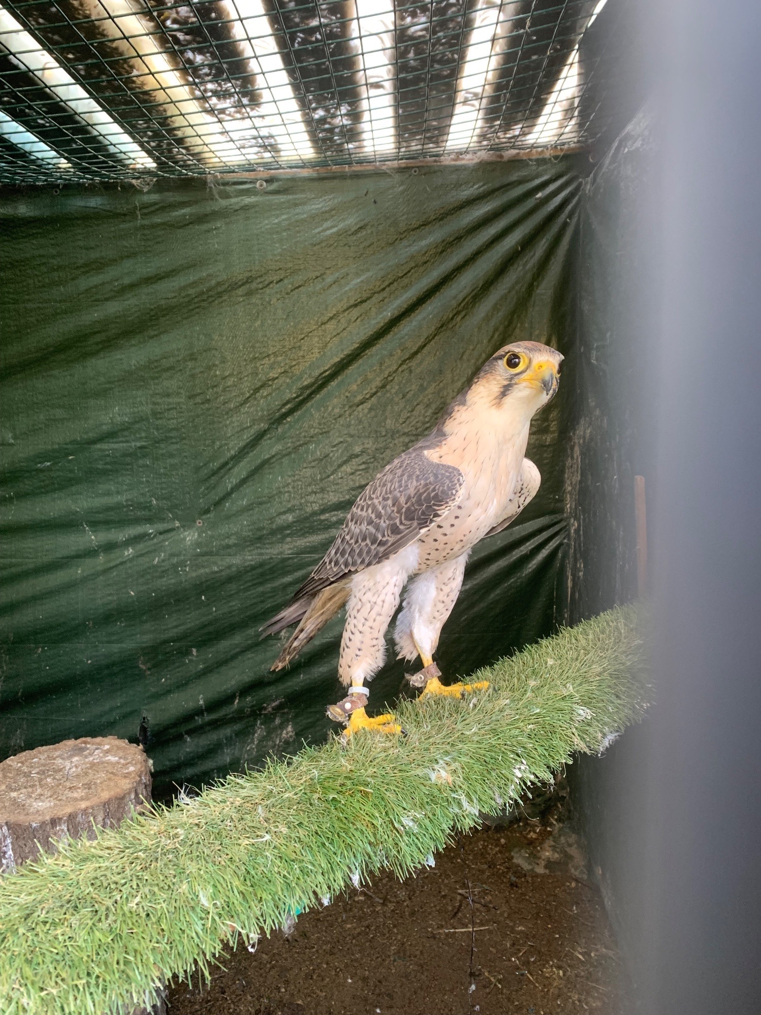 {CATEGORY} - WANTED unwanted birds prey WANTED