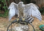 2026 Female Imprint Goshawk