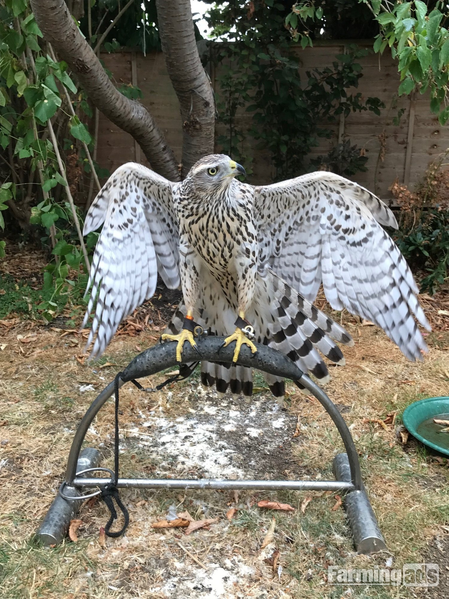 2026 Female Imprint Goshawk