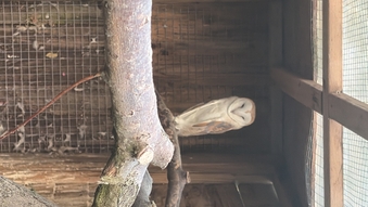 1 x male barn owl