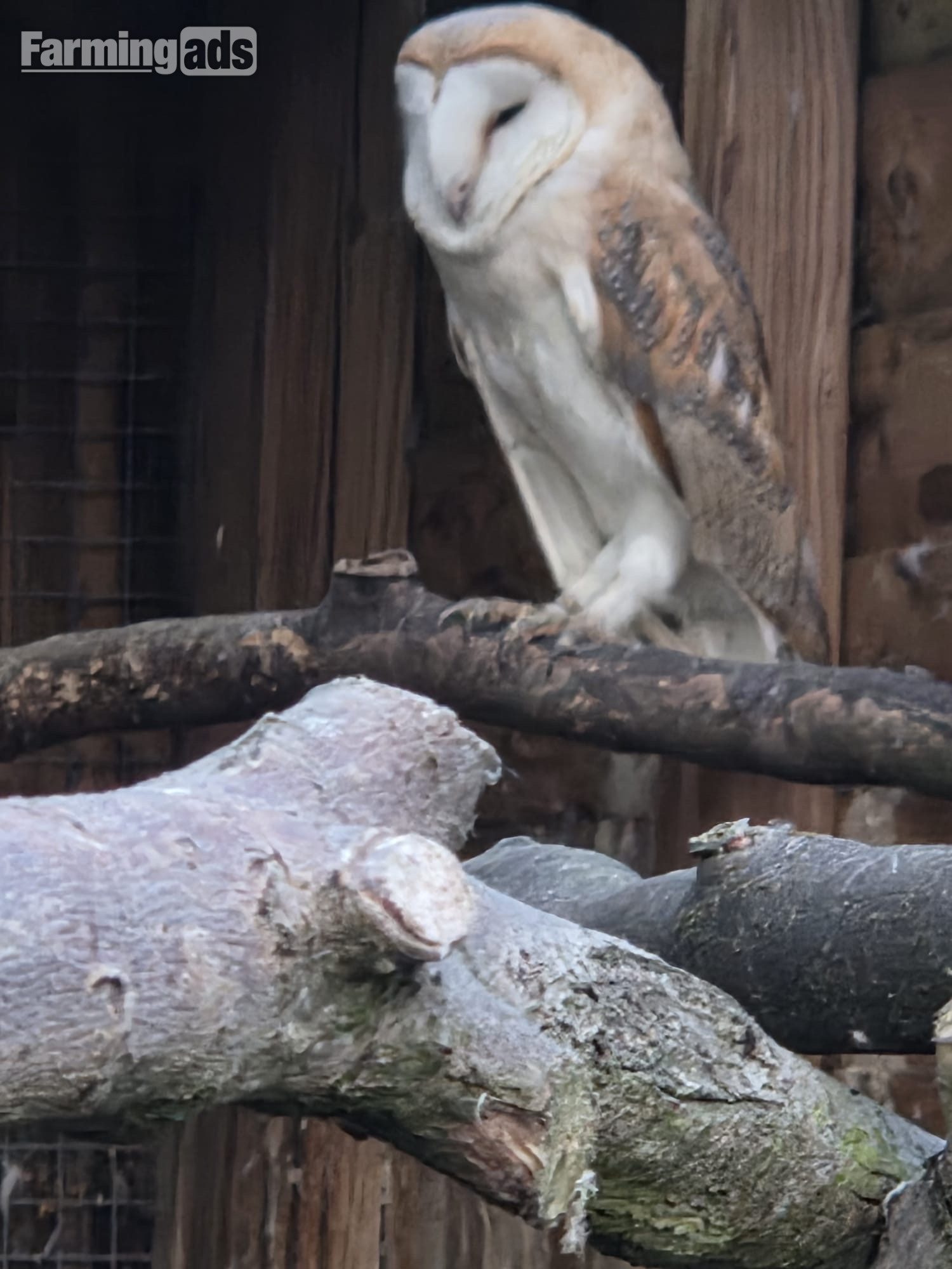 1 x male barn owl