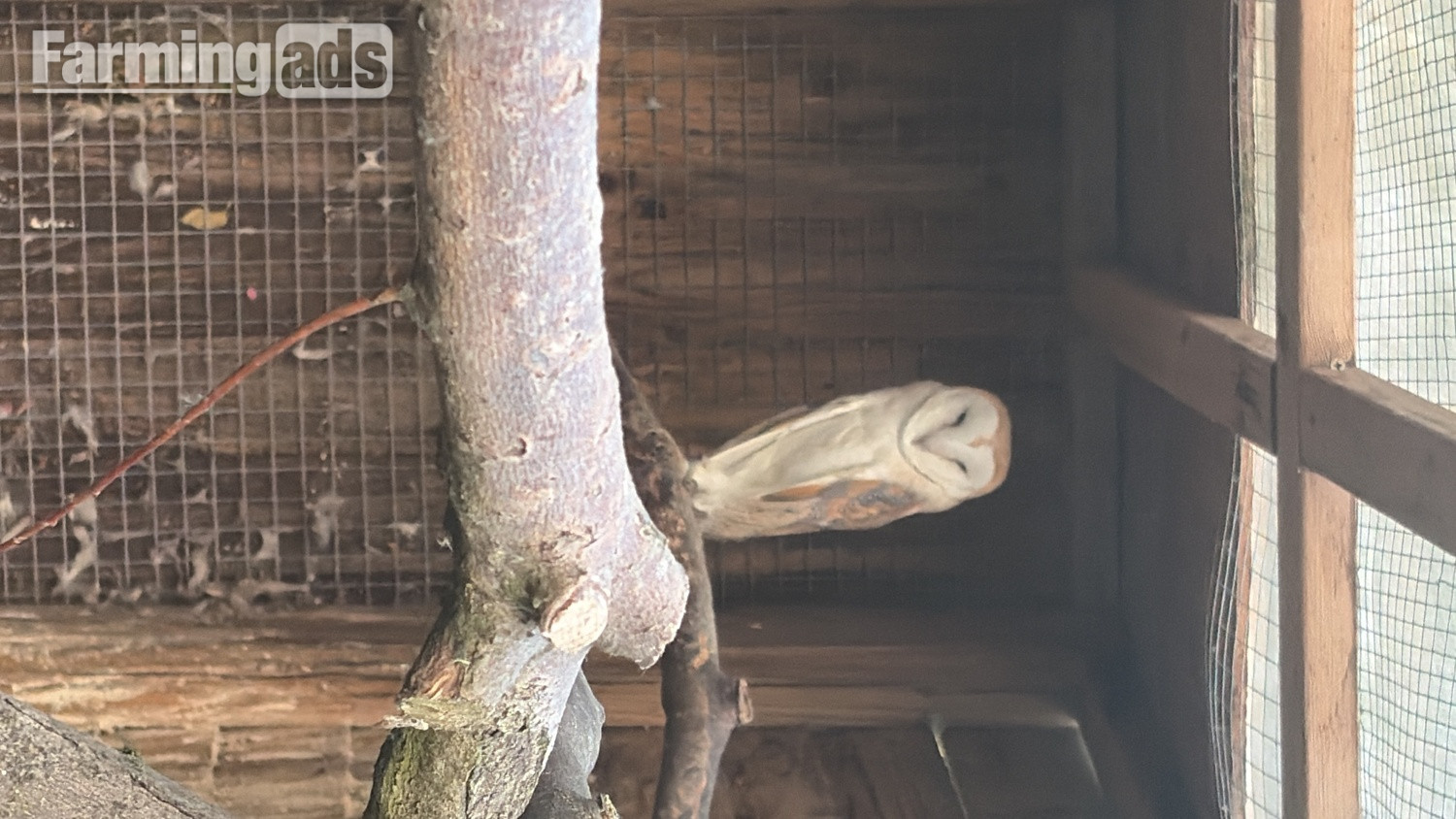 1 x male barn owl