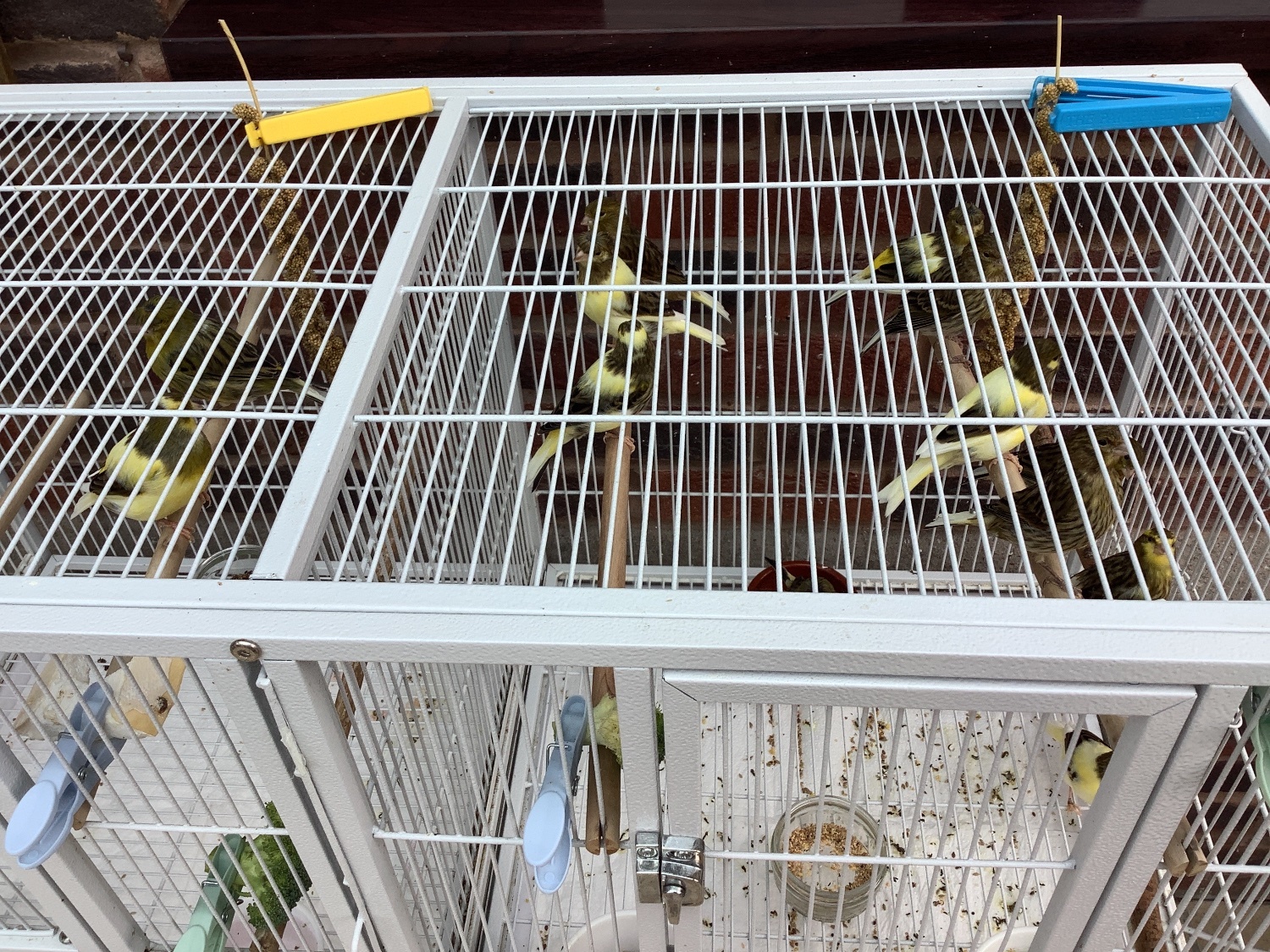  This years canary chicks crested and non crested bred as a hobby not a breeder