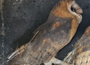 Female barn owl