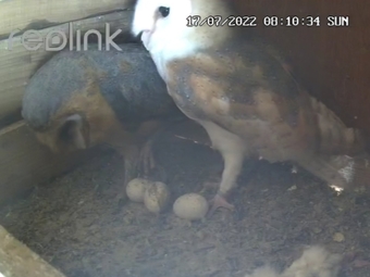 Female barn owl