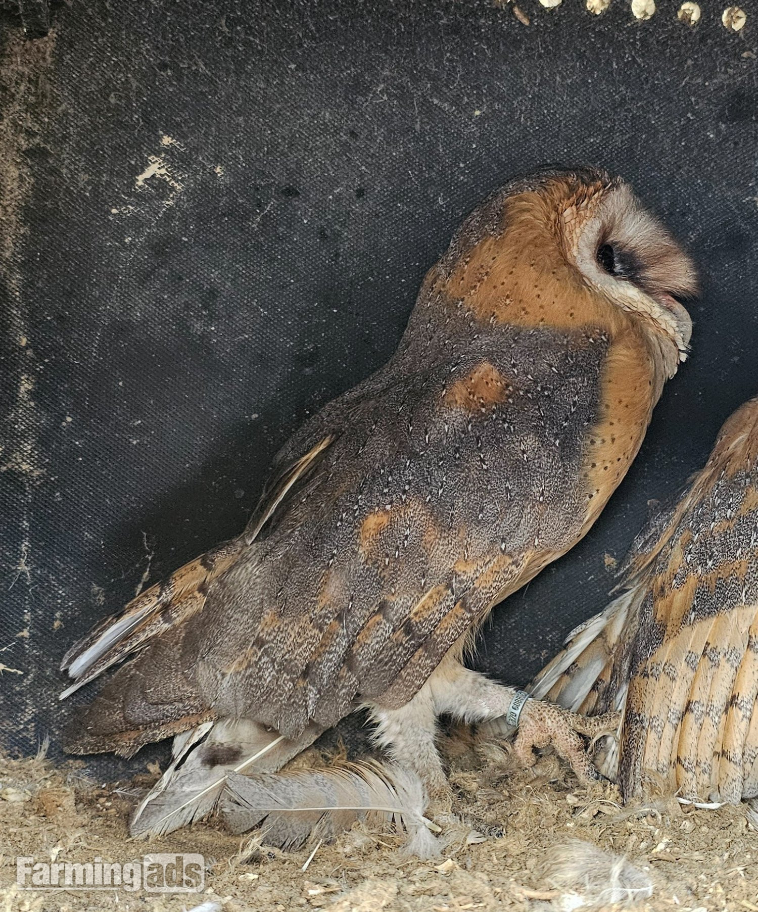 Female barn owl