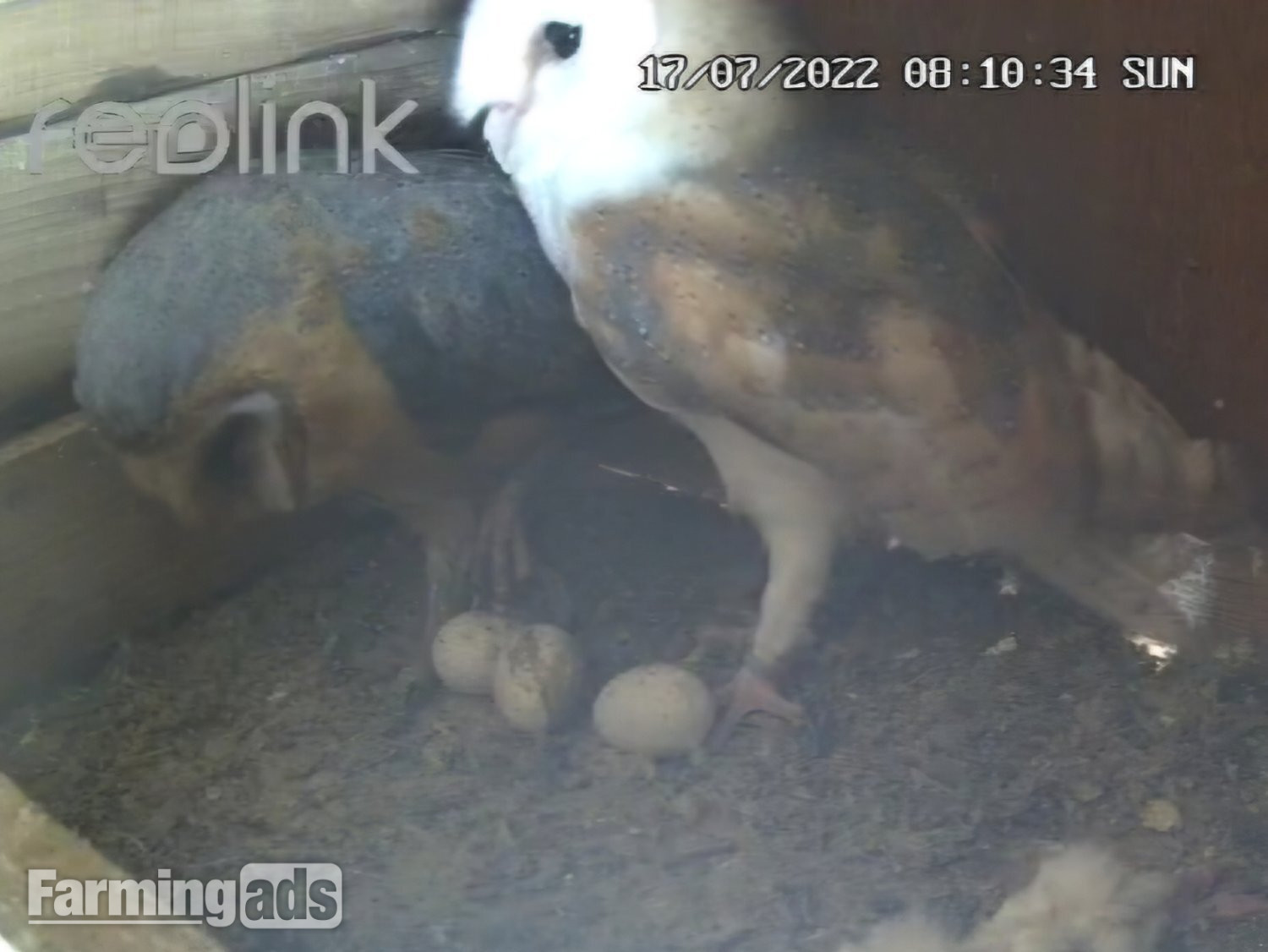 Female barn owl