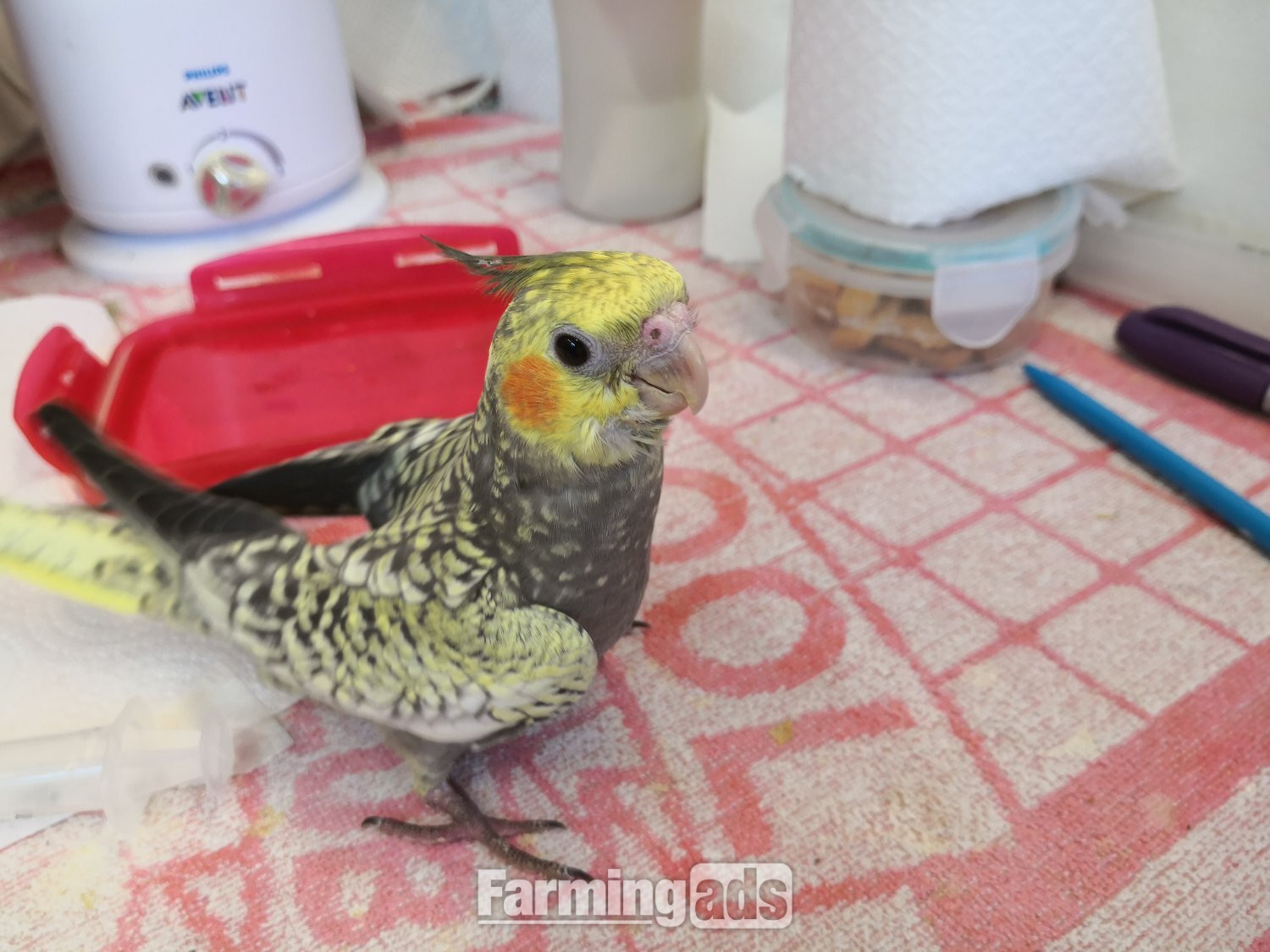 Cockatiel 12 weeks old Hand Reared