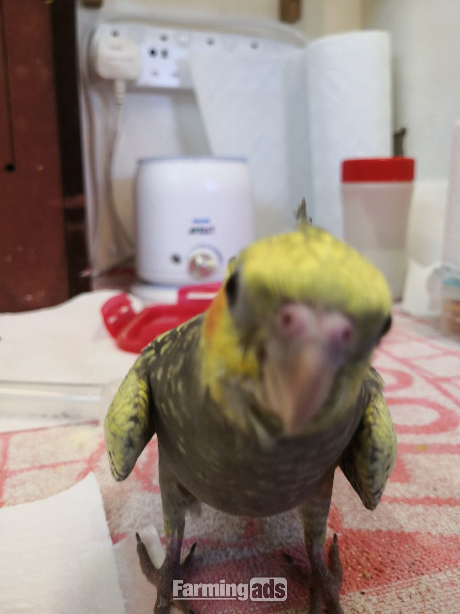 Cockatiel 12 weeks old Hand Reared