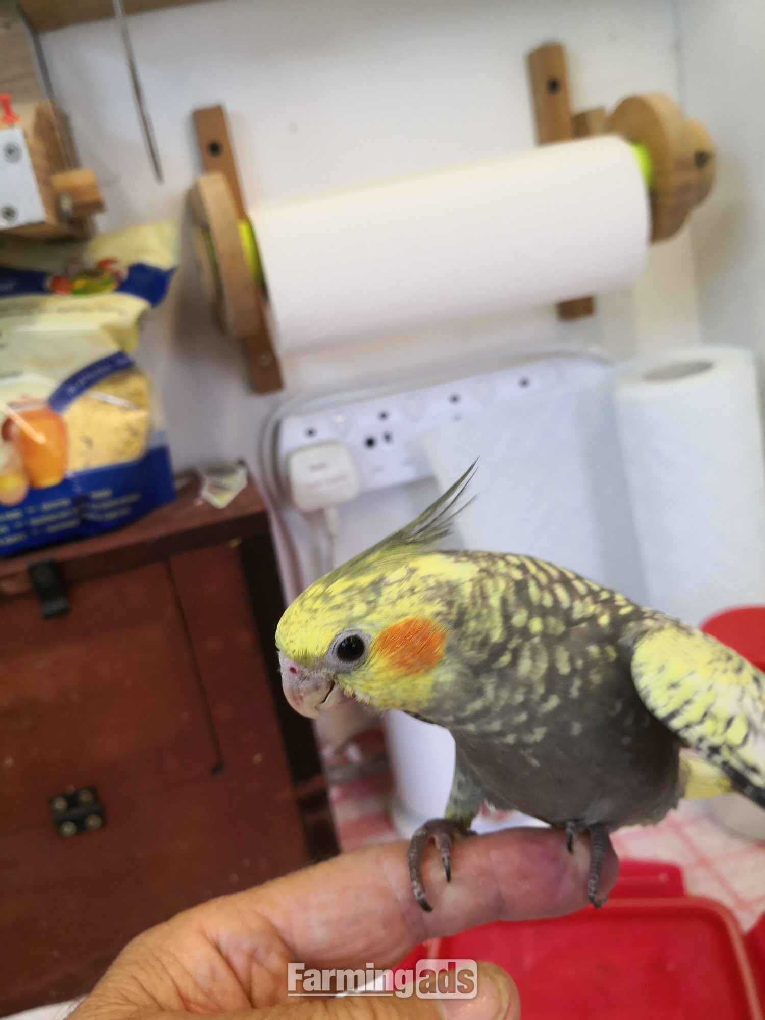  Cockatiel 12 weeks old Hand Reared