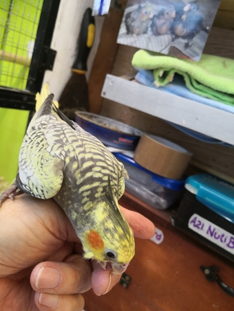 Cockatiel 12 weeks old Hand Reared