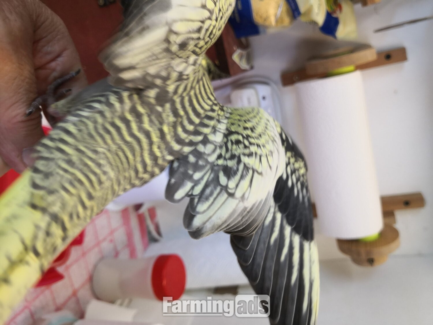 Cockatiel 12 weeks old Hand Reared - {CATEGORY}