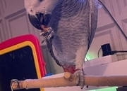 Male African Grey Parrot
