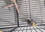 Lovely little cockatiel boy