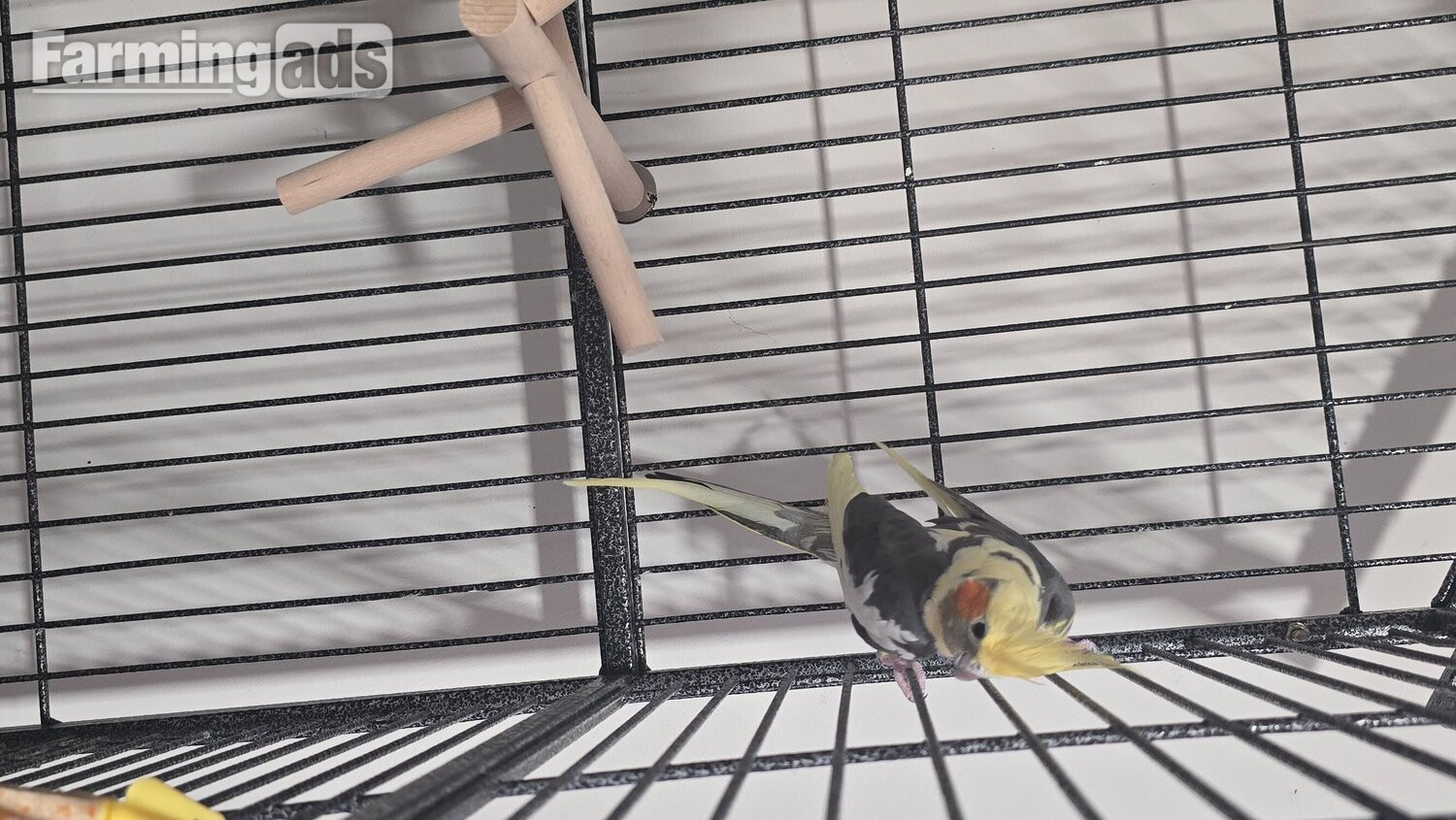 Lovely little cockatiel boy
