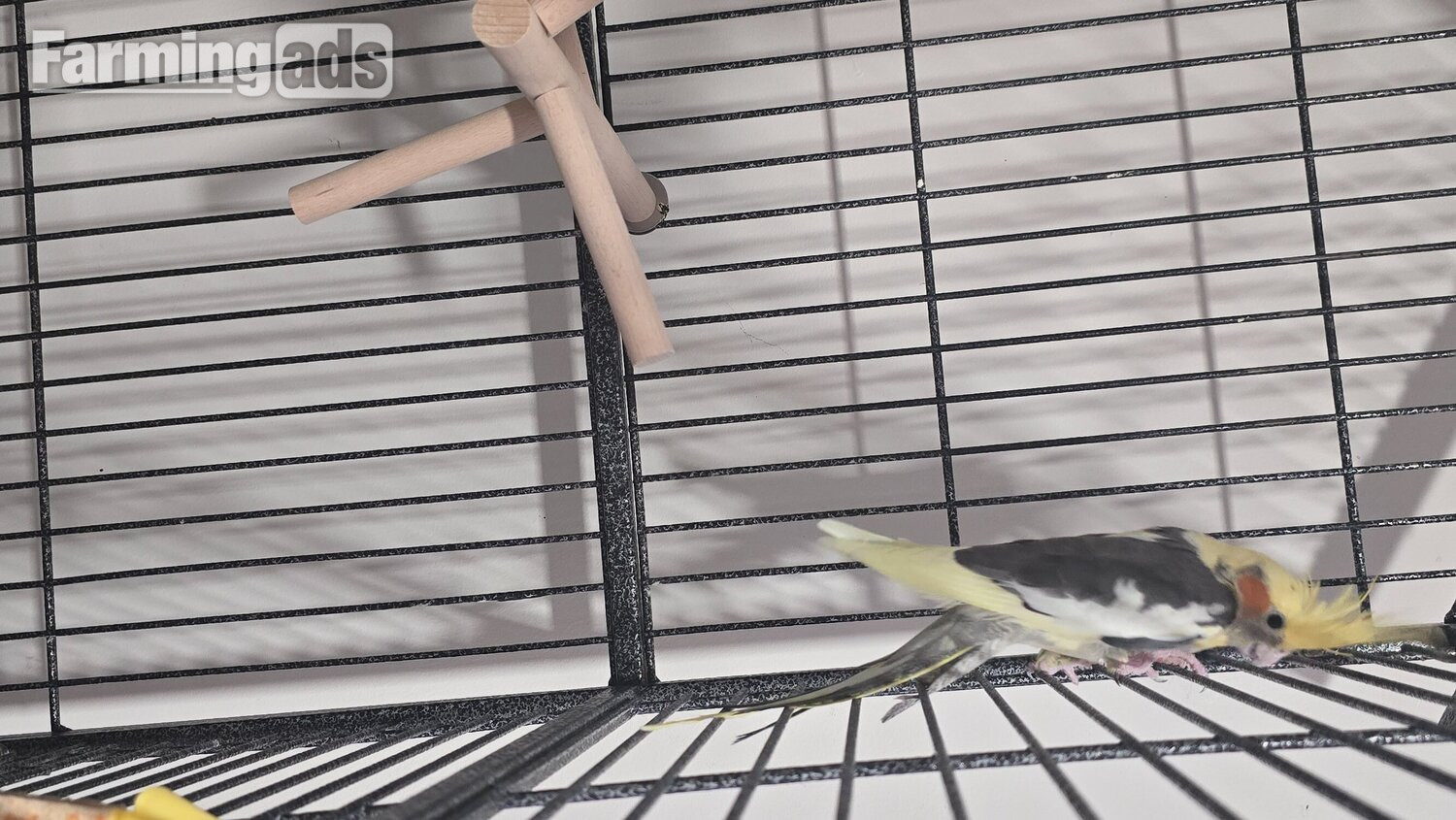  Lovely little cockatiel boy