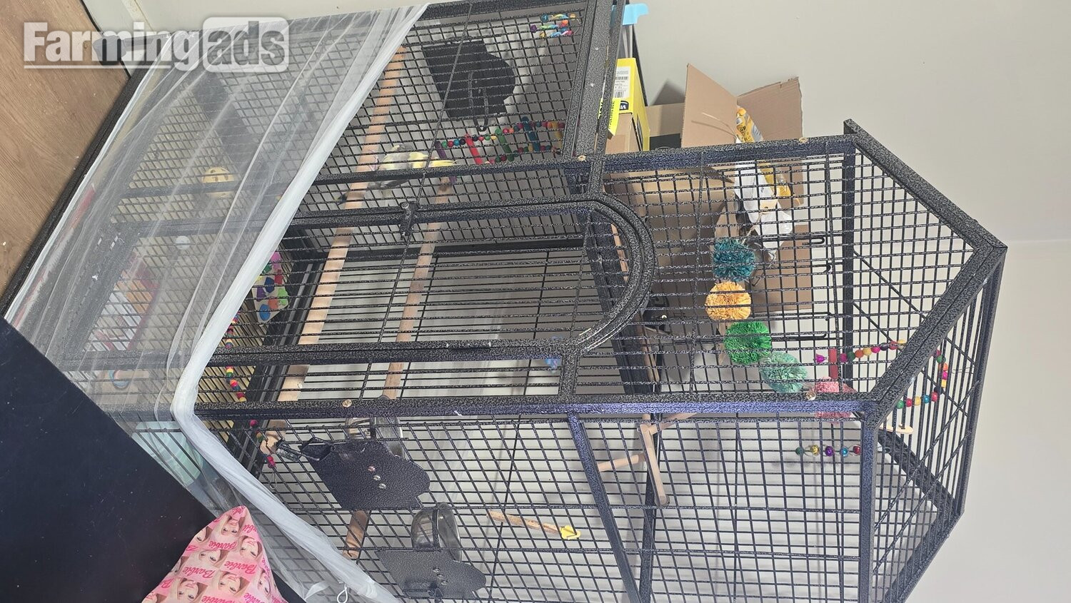 Lovely little cockatiel boy - {CATEGORY}