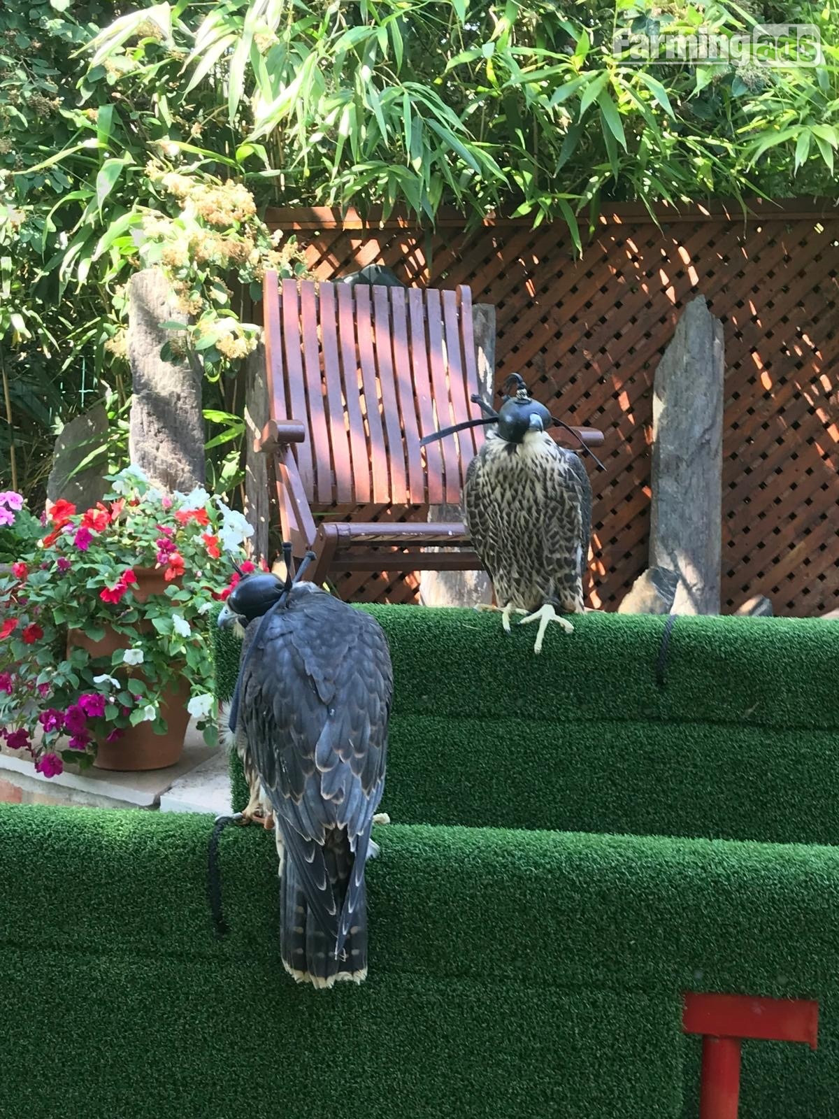 2026 MALE PEREGRINE FALCONS 