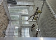 Redpolls, siskins for sale