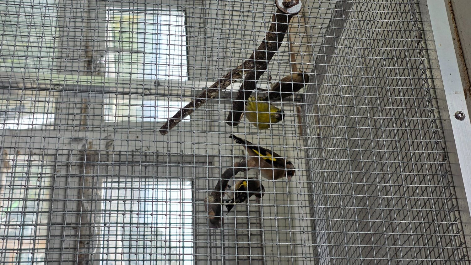  Redpolls, siskins for sale