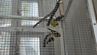 Redpolls, siskins for sale
