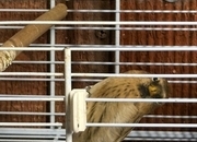 Siskins and lesser Colbolt redpolls all 2026
