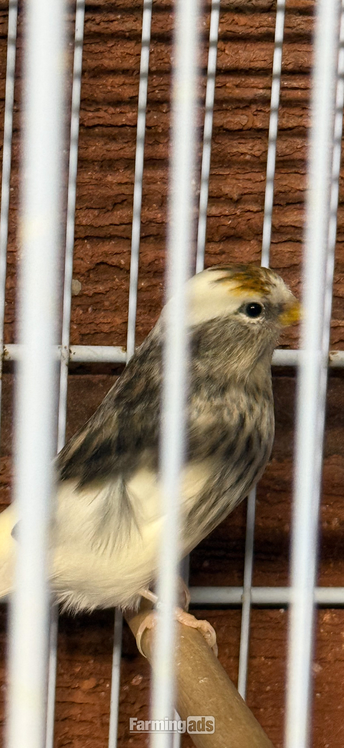 Siskins and lesser Colbolt redpolls all 2026