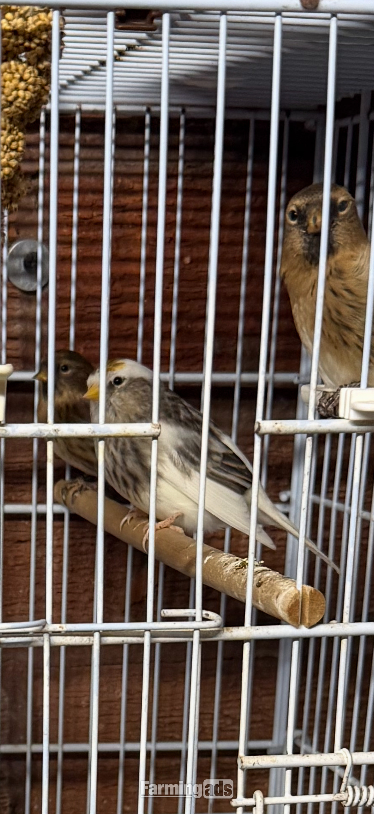  Siskins and lesser Colbolt redpolls all 2026