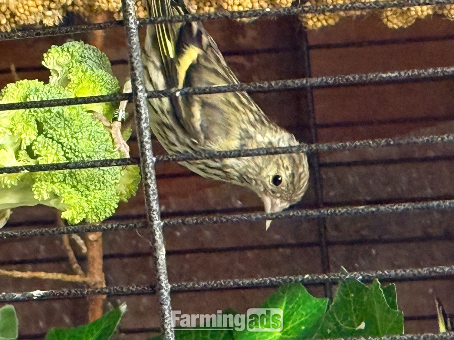 Siskins and lesser Colbolt redpolls all 2026 - {CATEGORY}