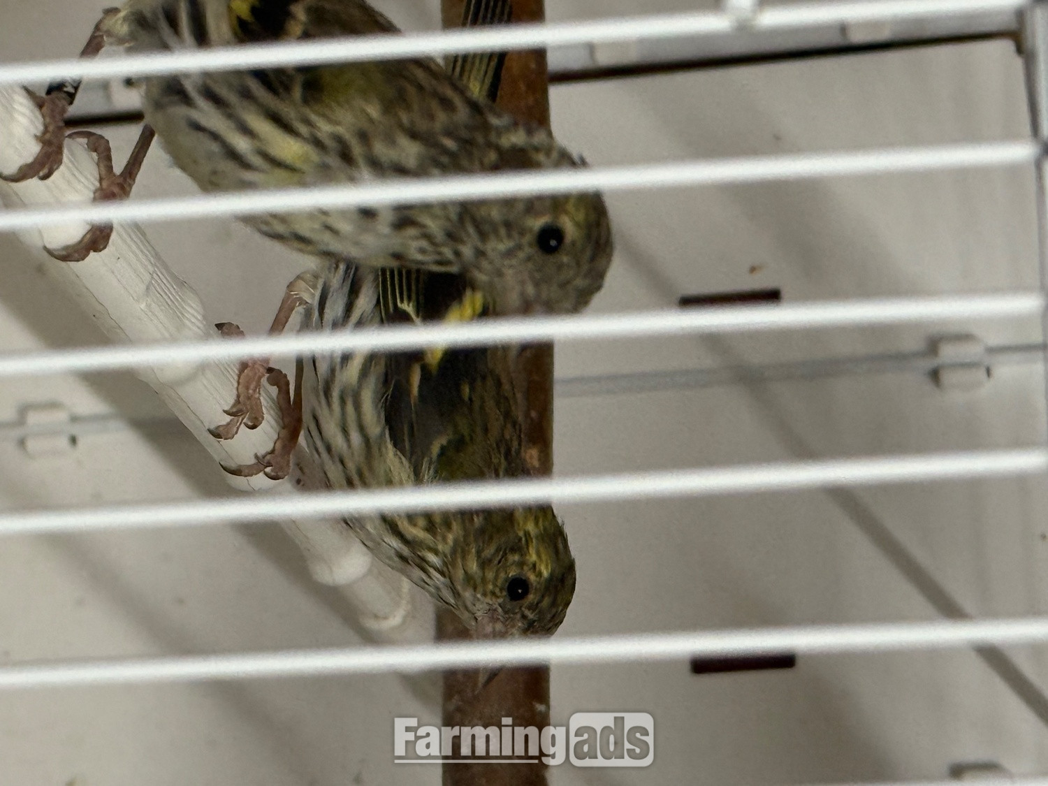 Siskins and lesser Colbolt redpolls all 2026 - {CATEGORY}