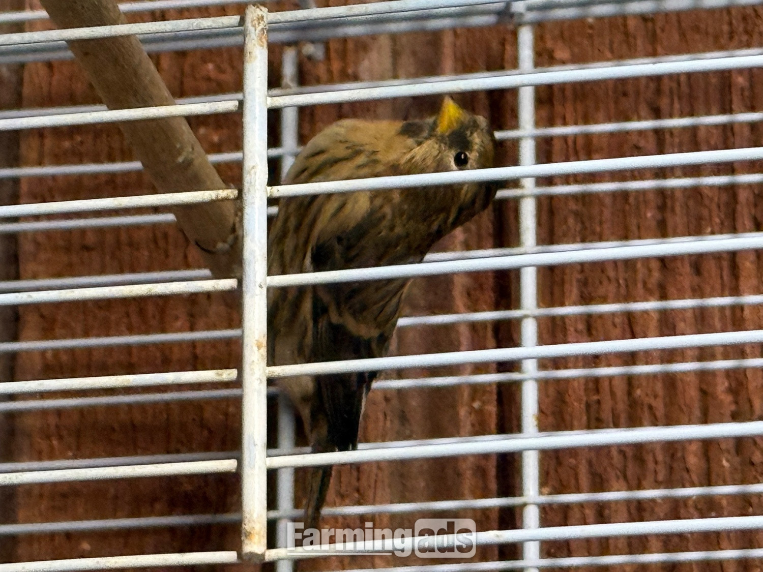 Siskins and lesser Colbolt redpolls all 2026 