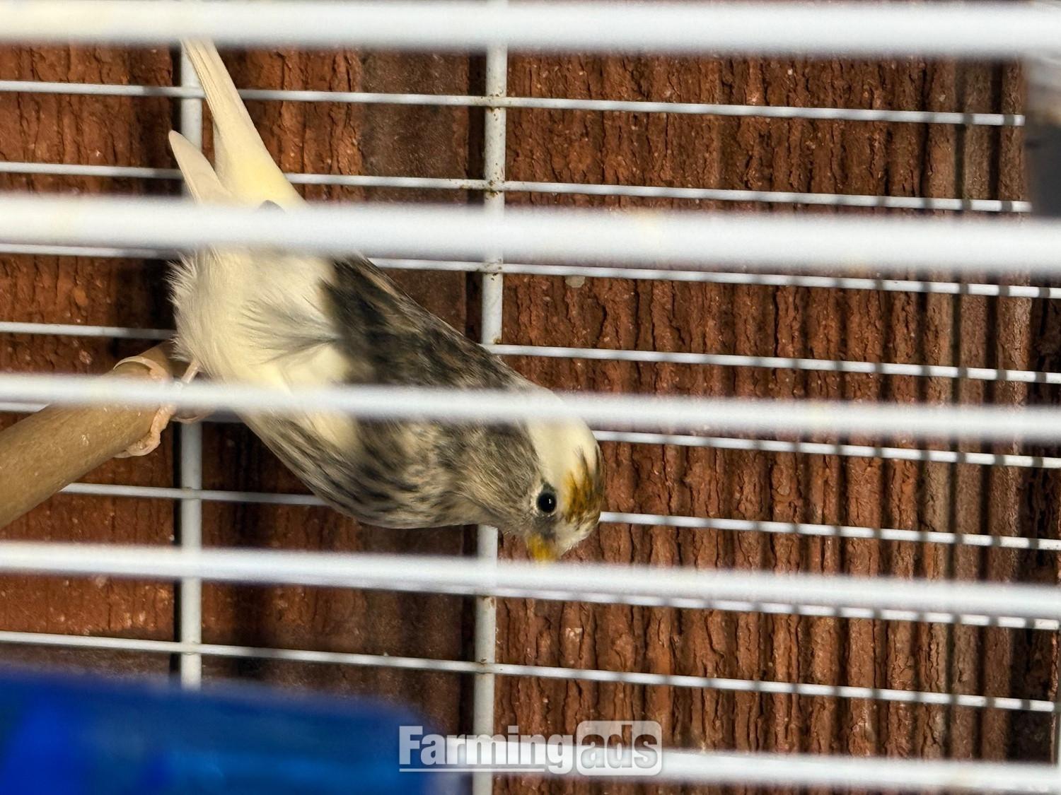 {CATEGORY} - Siskins and lesser Colbolt redpolls all 2026