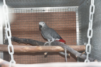 WANTED AFRICAN GREY ADULT FEMALE AS COMPANY FOR MY MALE NOT TAME.