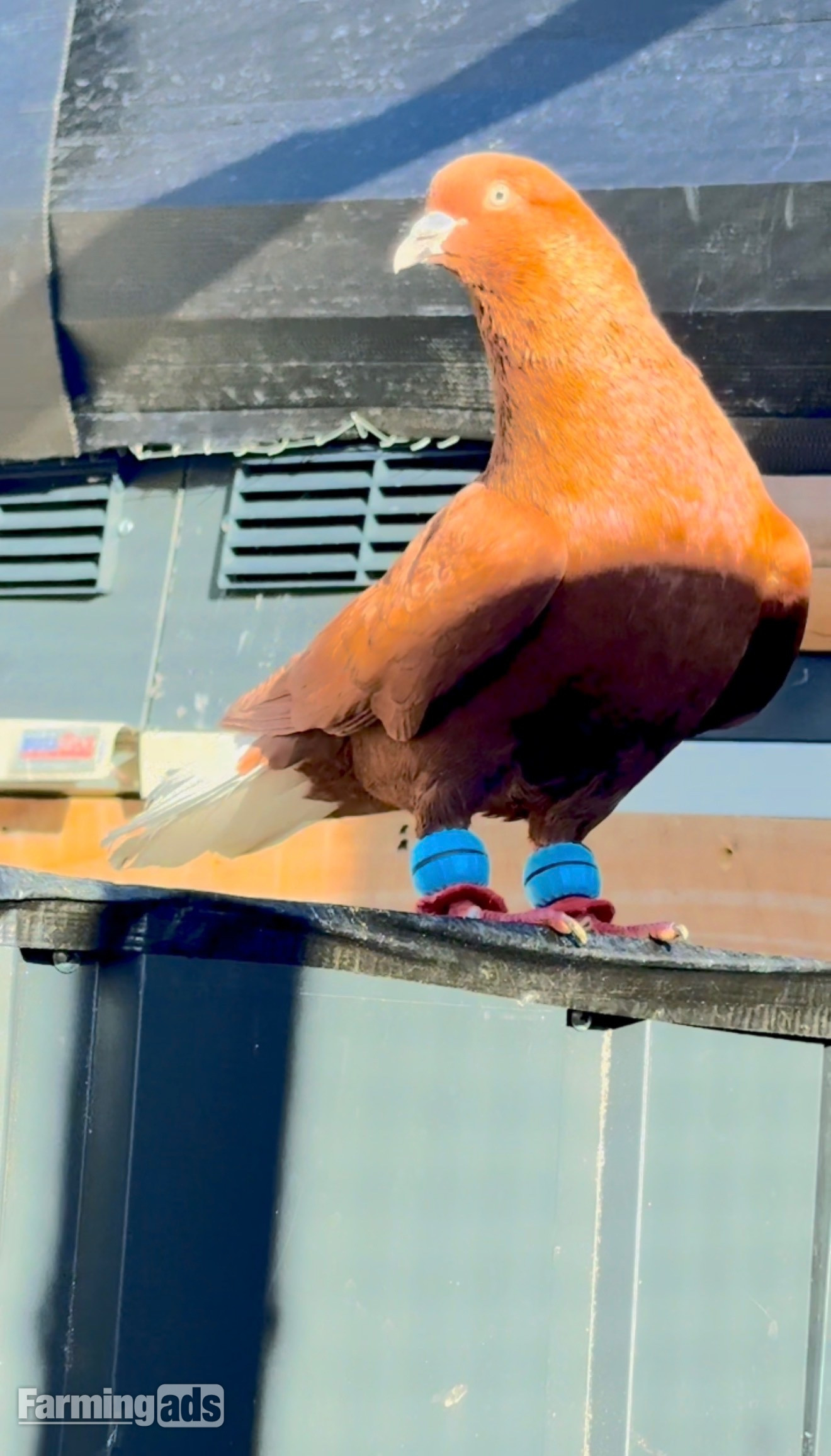 2 top quality energetic health males pigeons