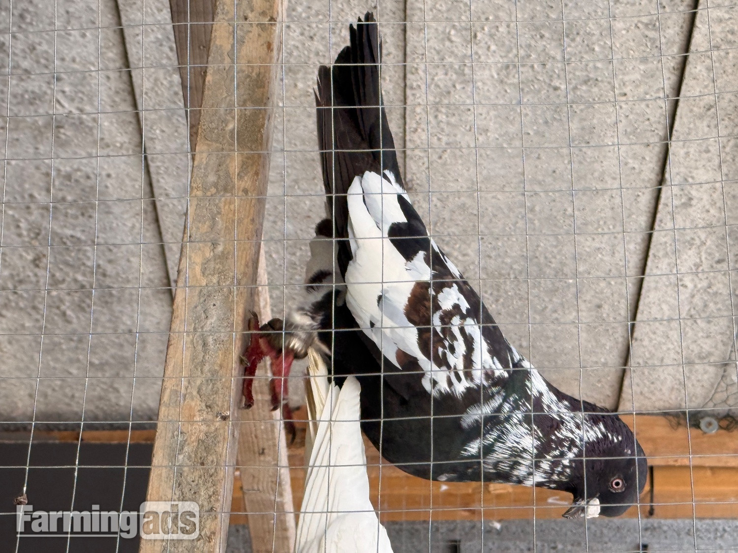  2 top quality energetic health males pigeons