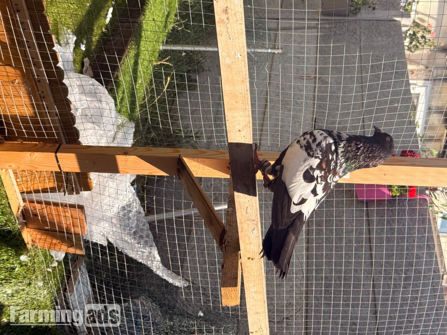 2 top quality energetic health males pigeons - {CATEGORY}