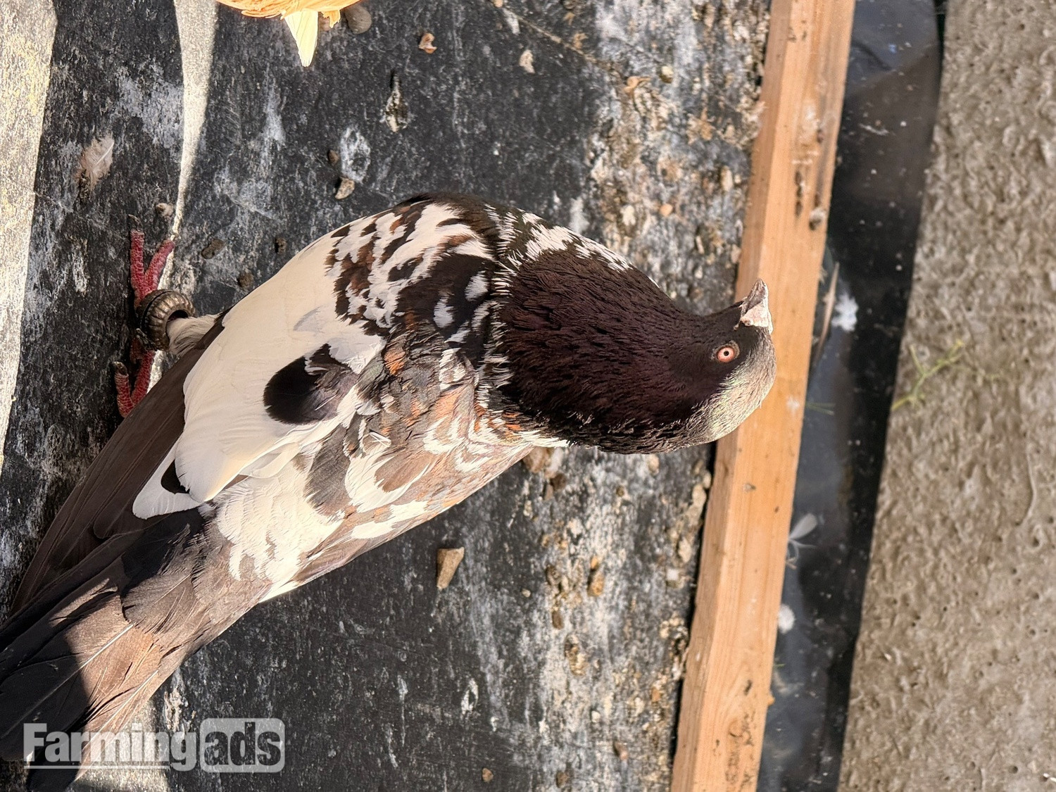 2 top quality energetic health males pigeons - {CATEGORY}