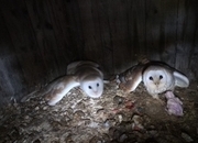 Proven pair of barn owls. 