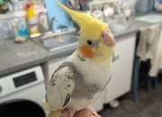 Hand reared friendly cockatiels 4 months old