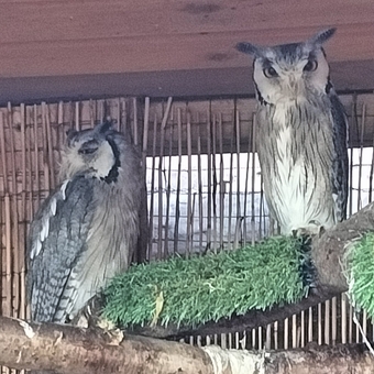 Pair of Tawny Owls &amp; Pair of White Faced Owls