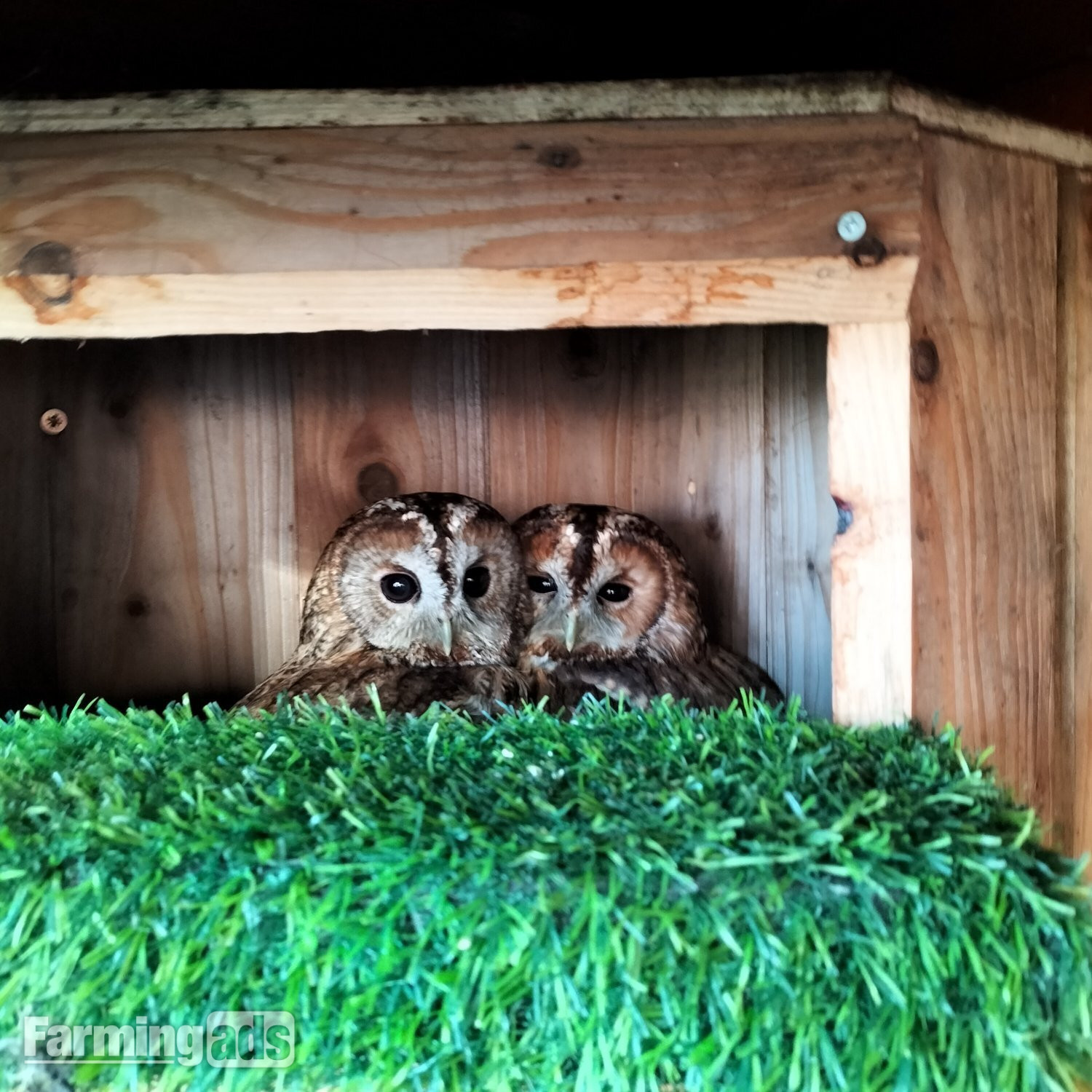 Pair of Tawny Owls &amp; Pair of White Faced Owls