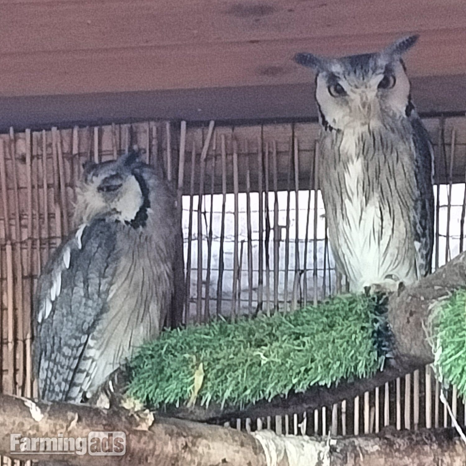 Pair of Tawny Owls &amp; Pair of White Faced Owls