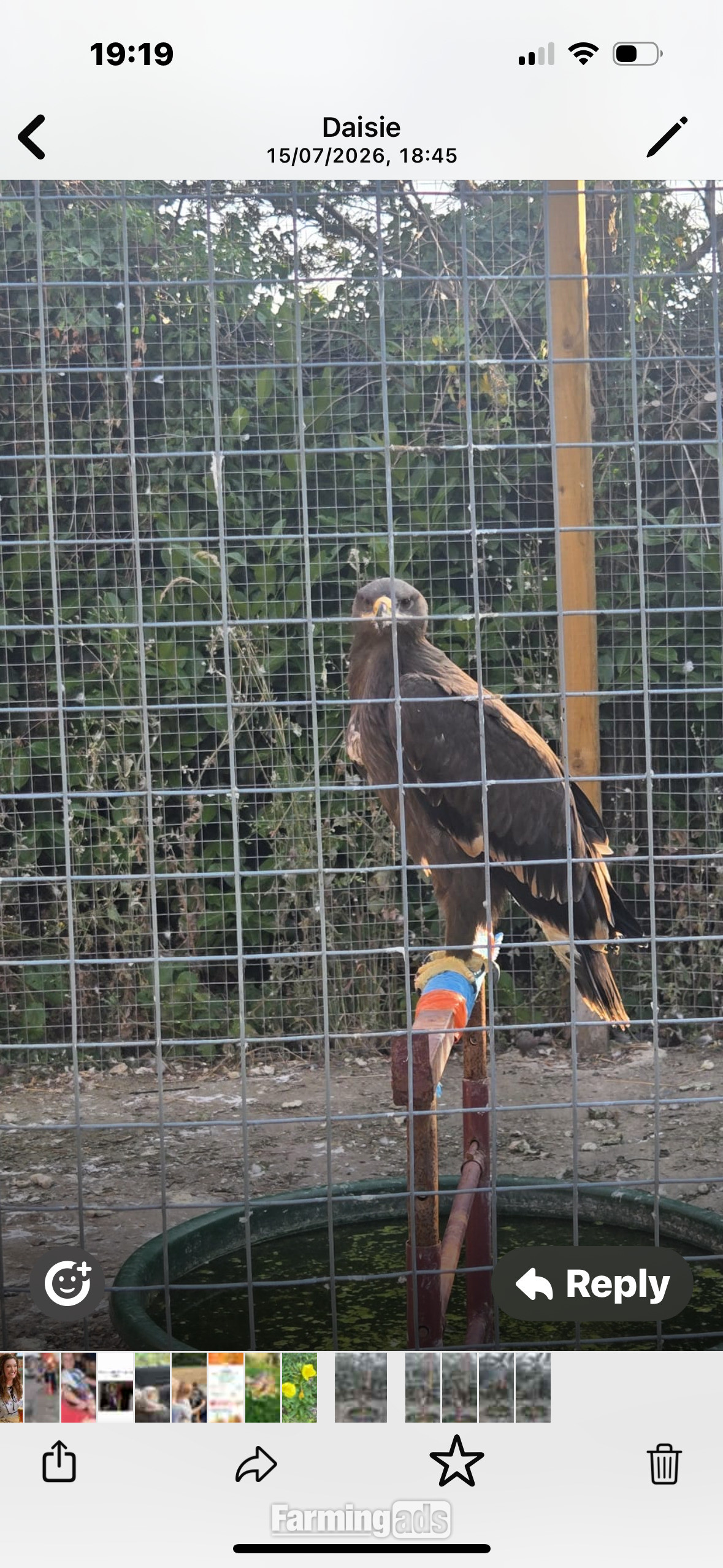 Steppes eagle 10 weeks old 